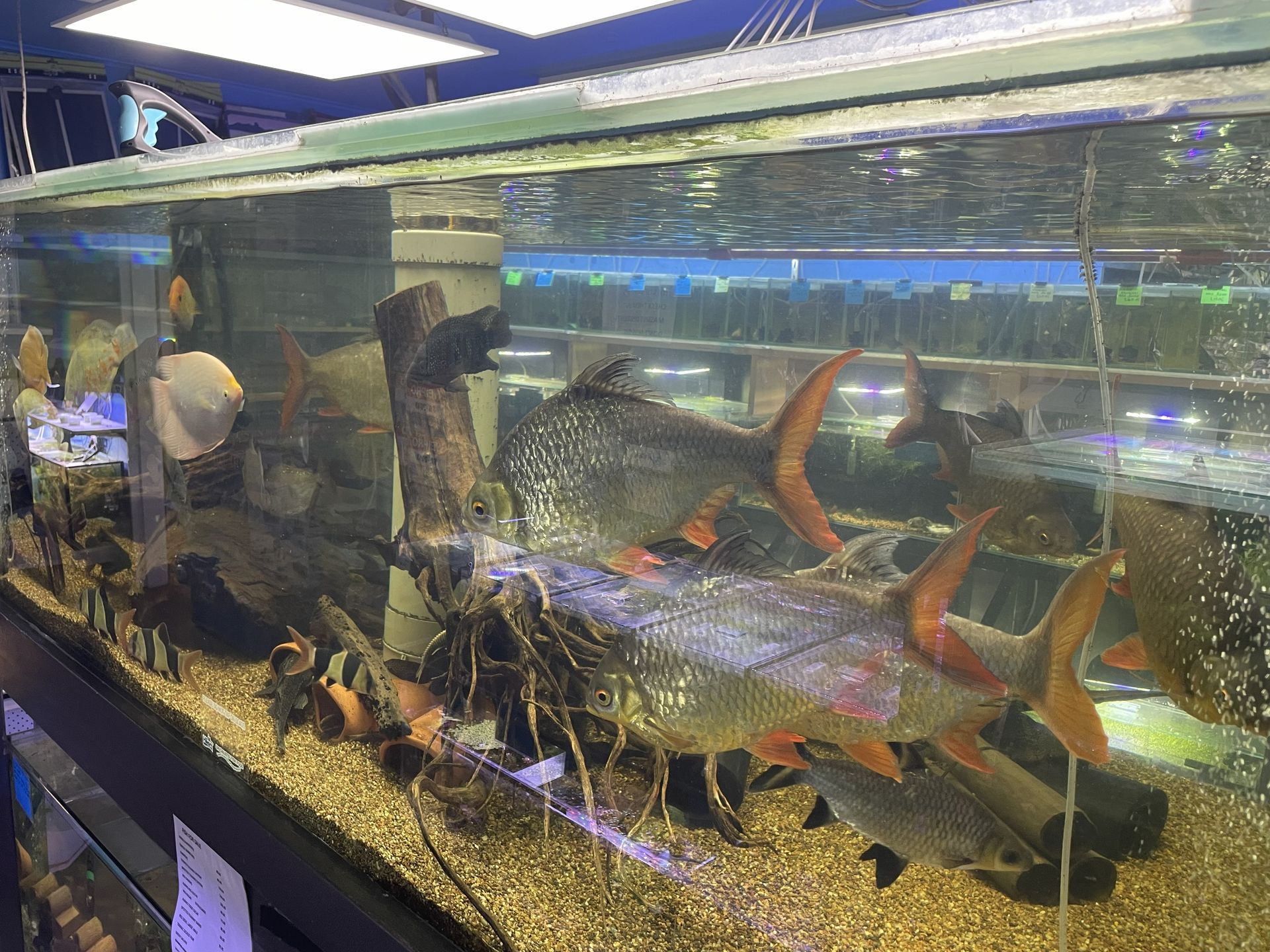 Large aquarium with fish, driftwood, and gravel. Fish have orange fins and are silver-grey.