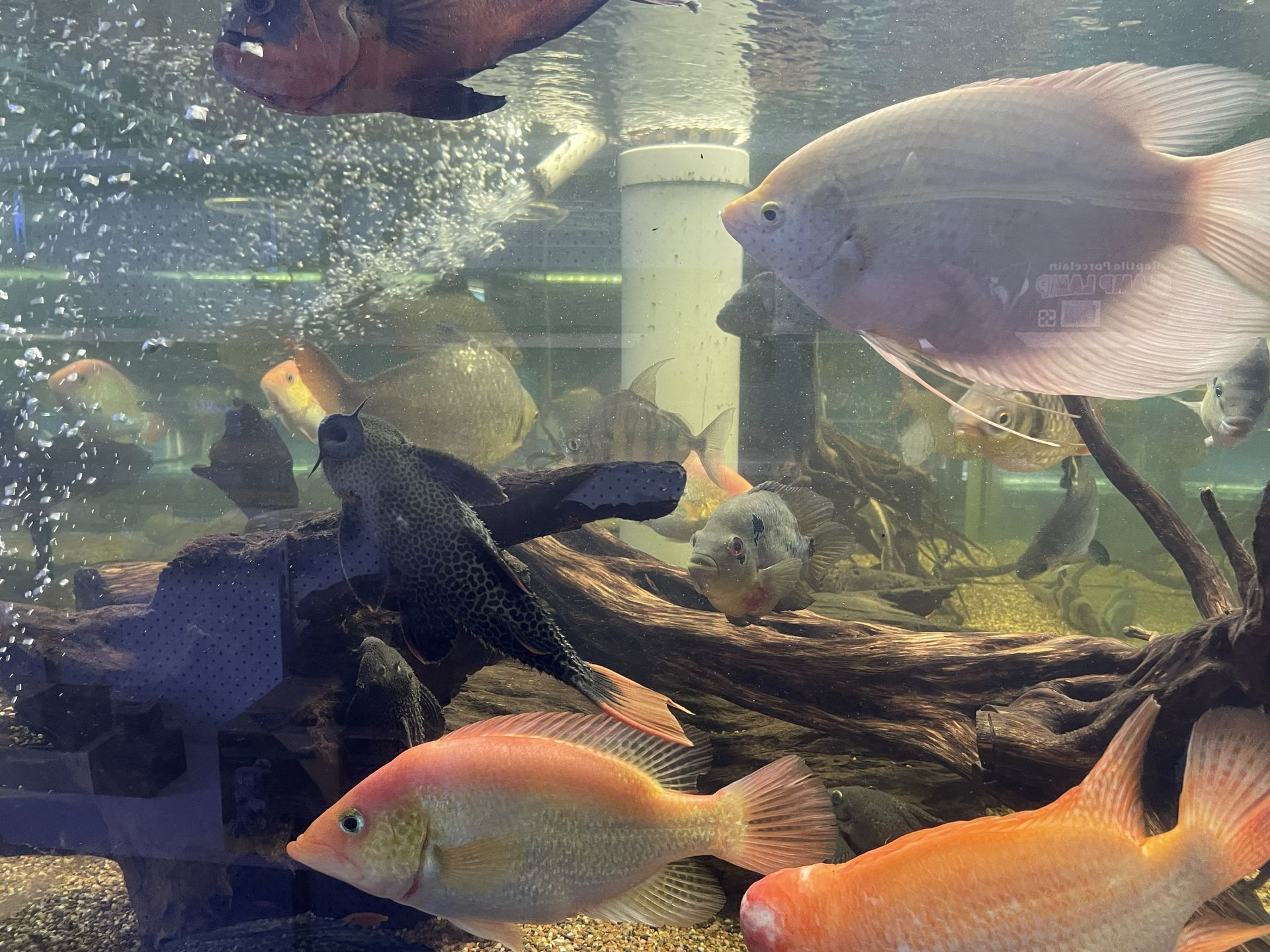 Fish in an aquarium, some reddish-orange, others white. A few are swimming around driftwood.