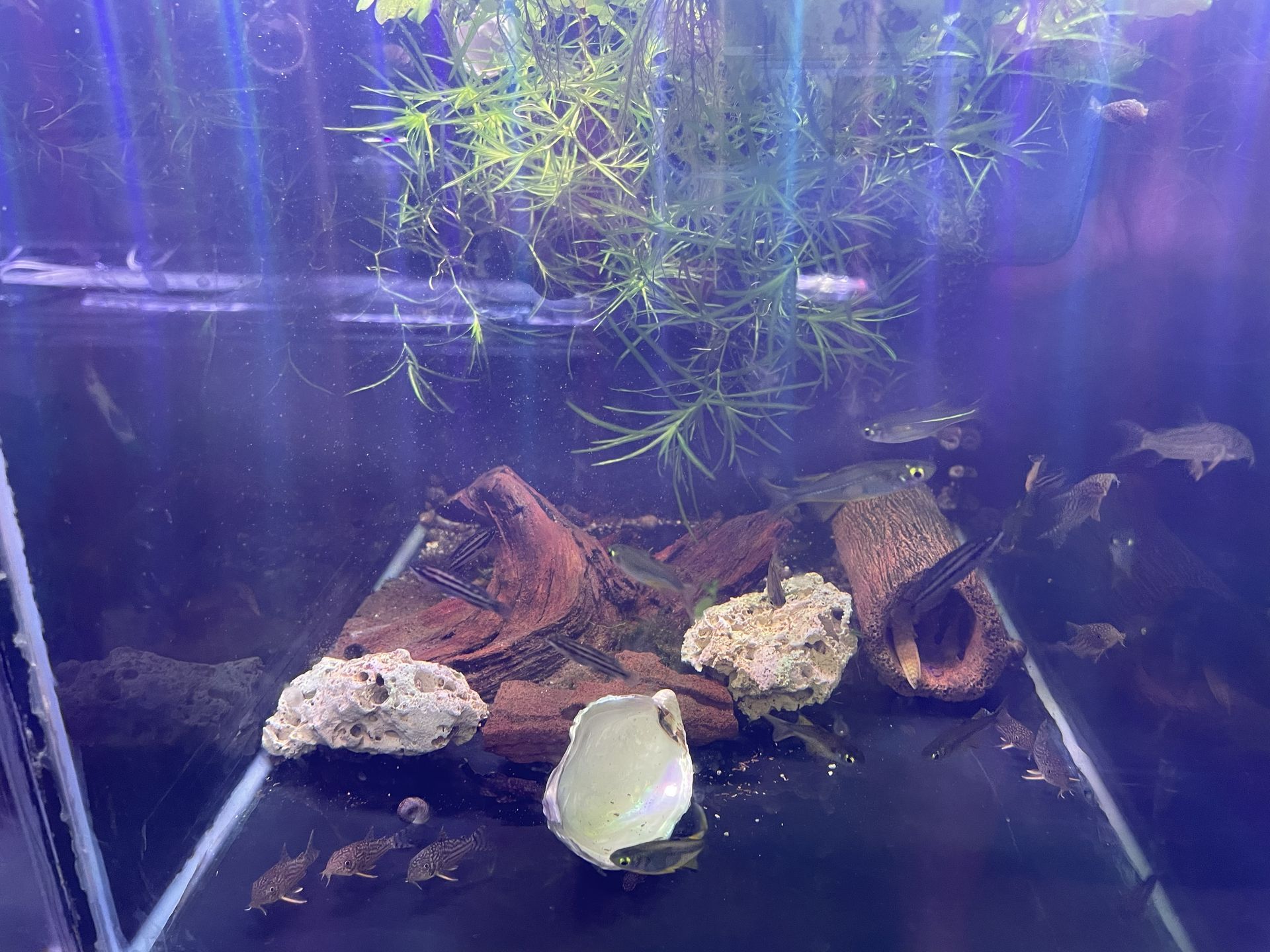 An aquarium with fish, plants, driftwood, and rocks. Water is visible, illuminated by light.