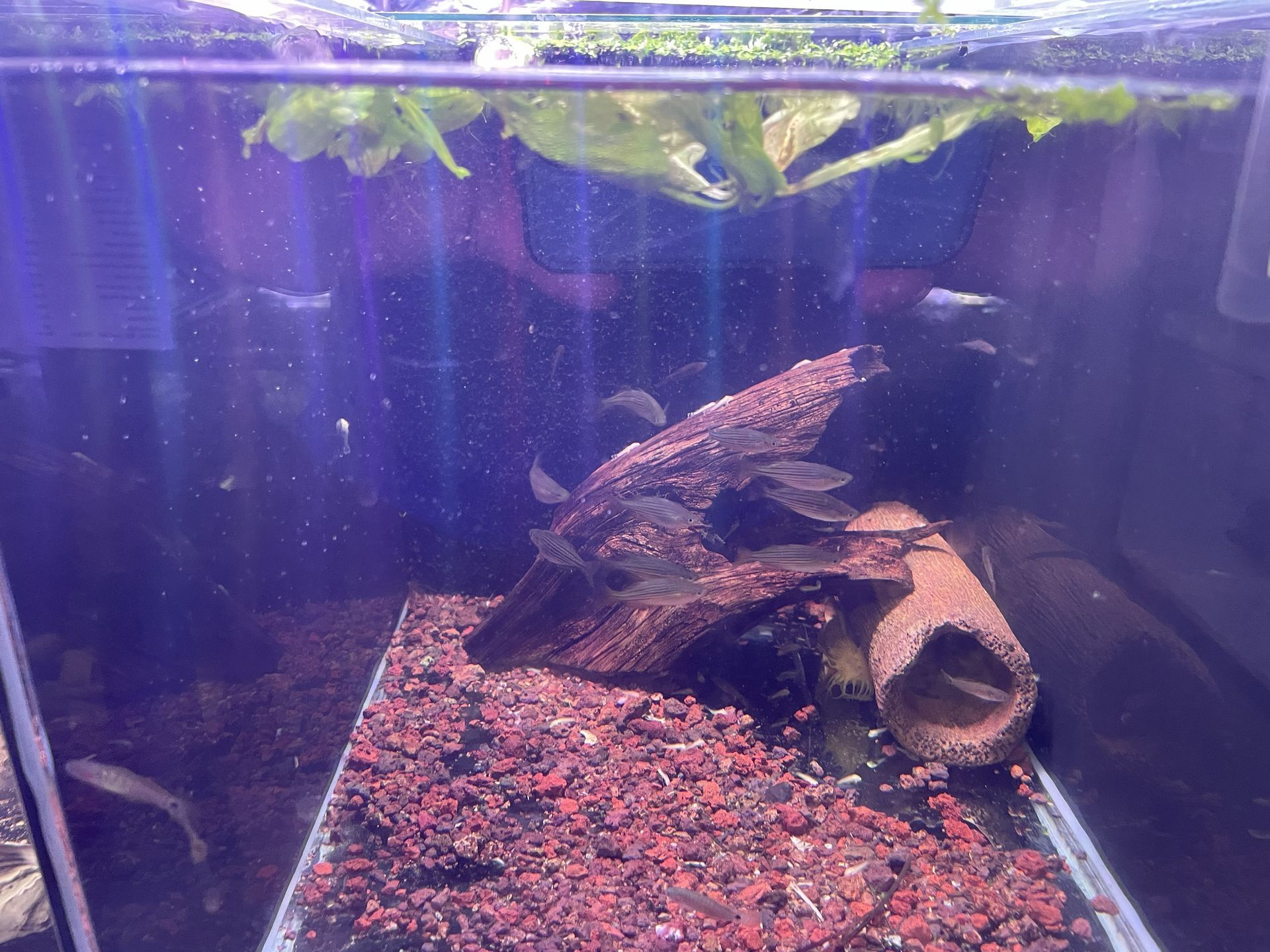 Fish tank with dark red substrate, driftwood, floating plants, and several small fish.