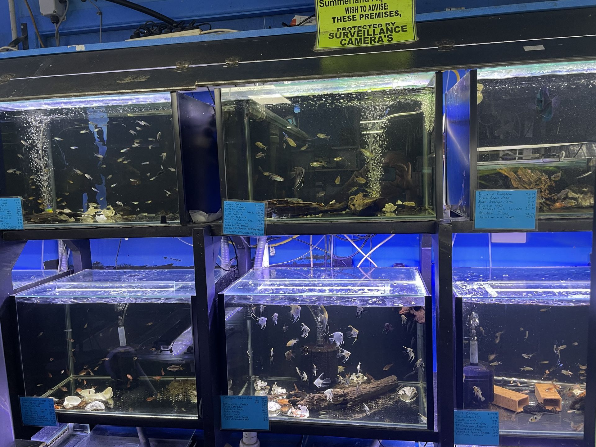 Fish tanks in a store, filled with fish and accessories — Summerland Aquarium in Wollongbar, NSW