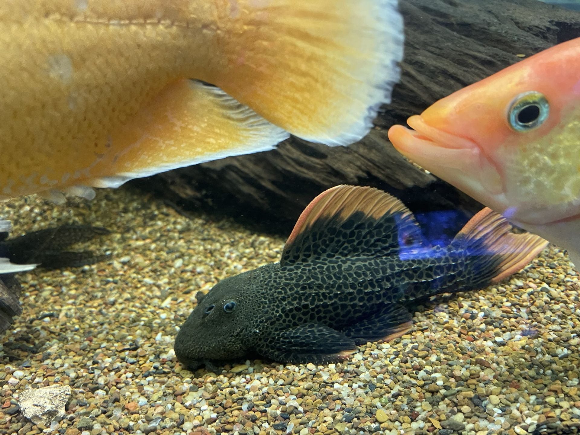 Black and brown Pleco fish resting on gravel with two other fish.