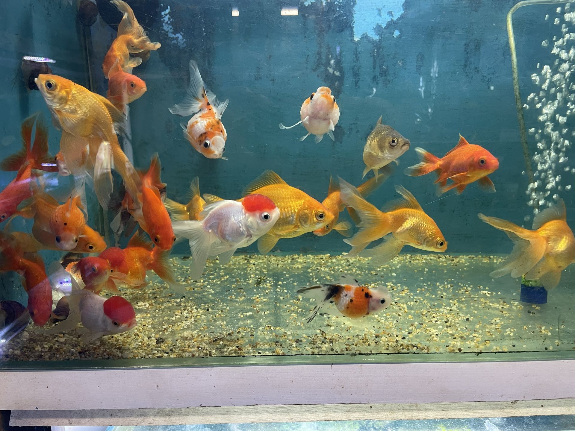 Goldfish swimming in a glass aquarium; various colors, bubbles in the corner.