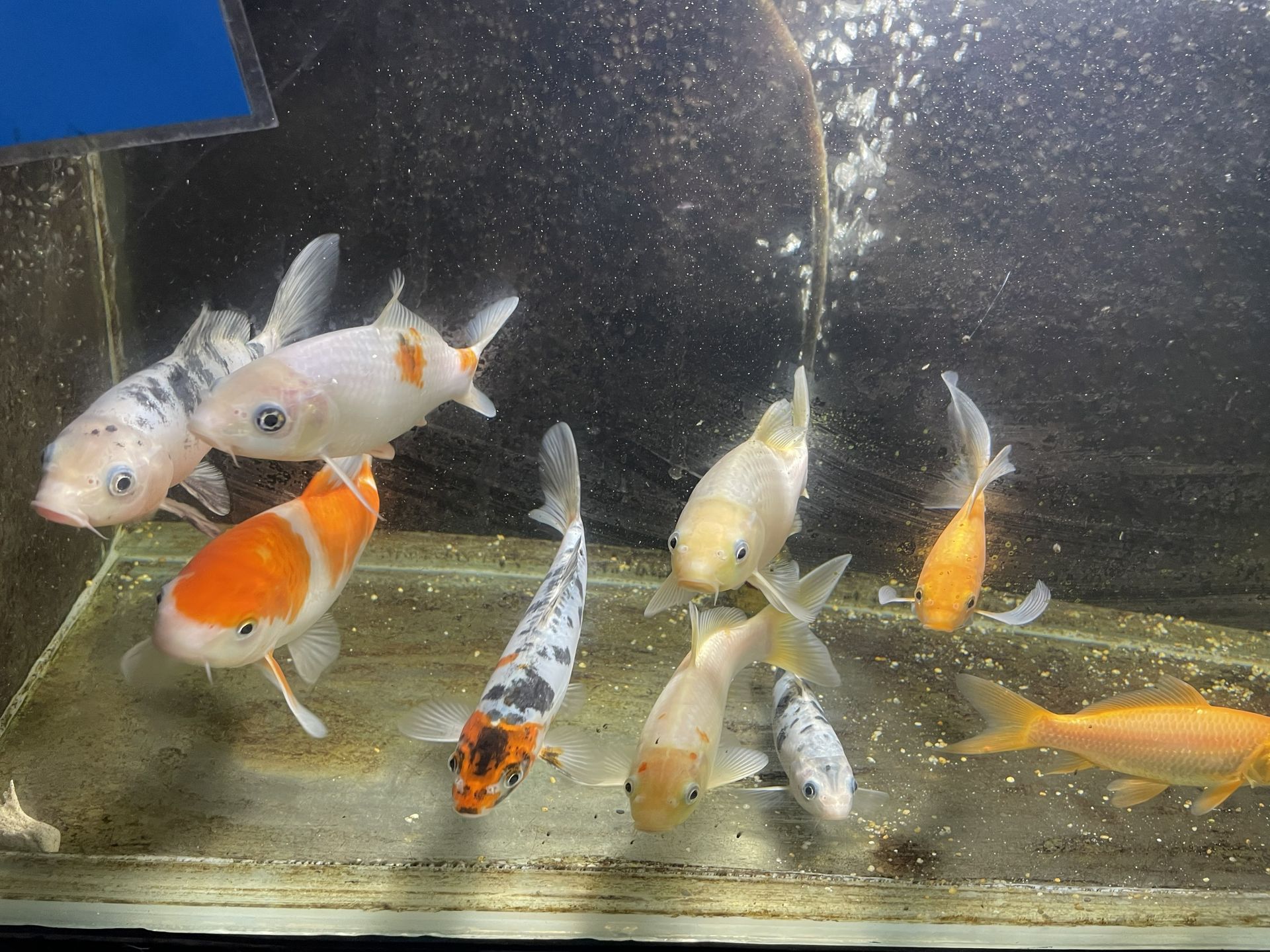Koi fish in an aquarium, mostly white, orange, and gold, swimming in cloudy water — Summerland Aquarium in Wollongbar, NSW