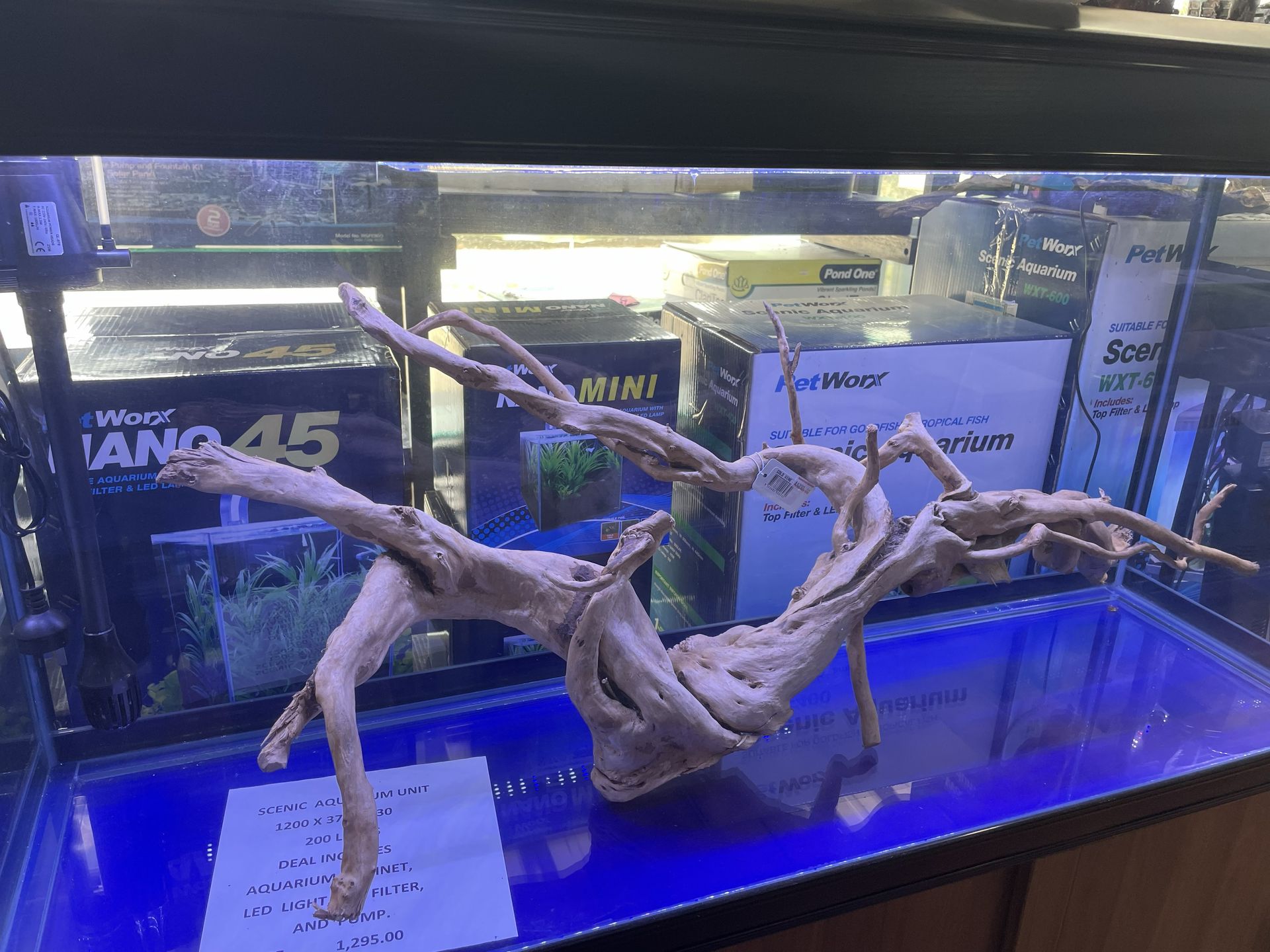 Driftwood in a blue-bottomed aquarium at a store. Other aquarium products are in the background.