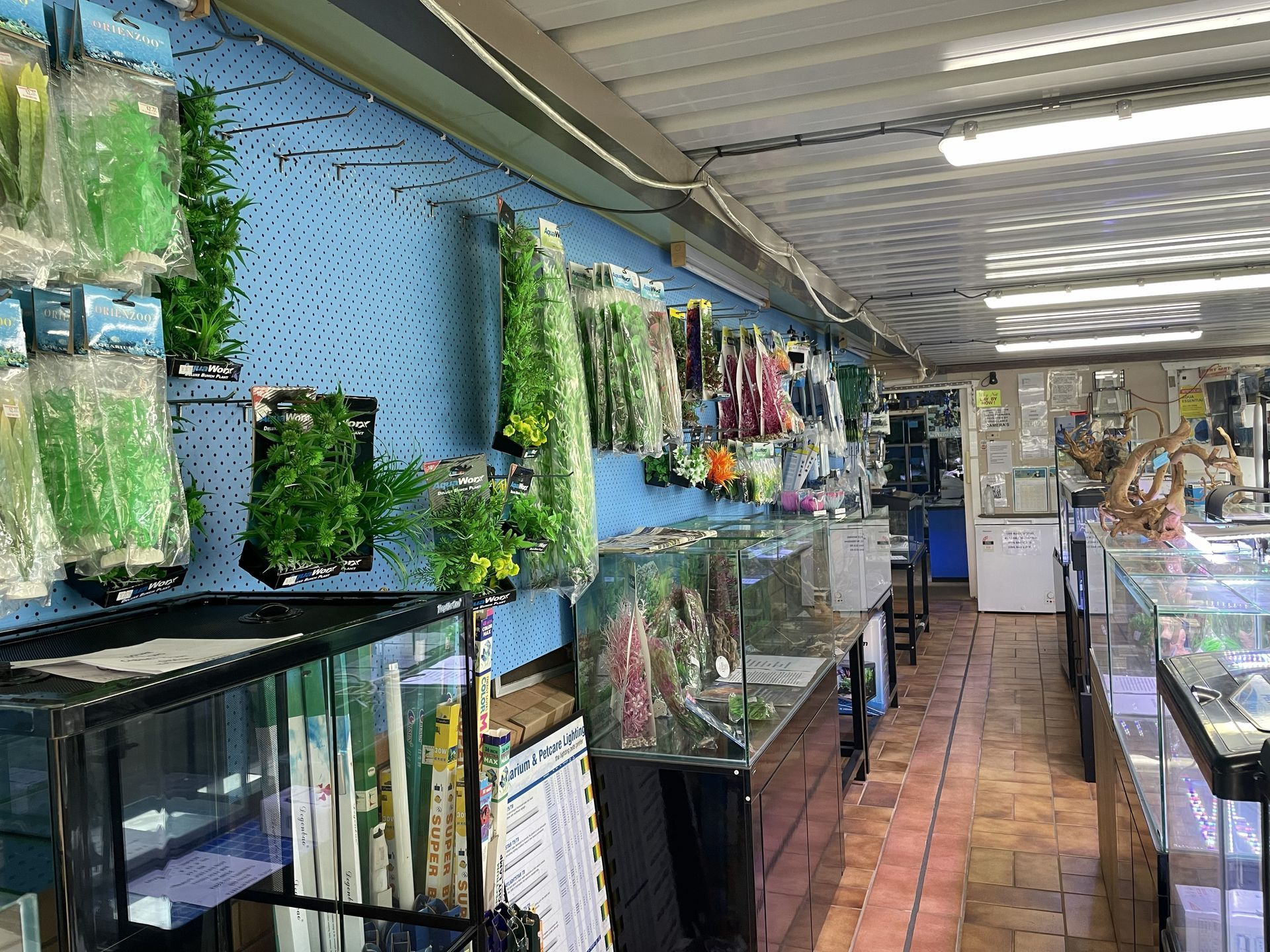 Aquarium store interior with tanks, artificial plants, and merchandise on shelves. Blue wall, white ceiling.