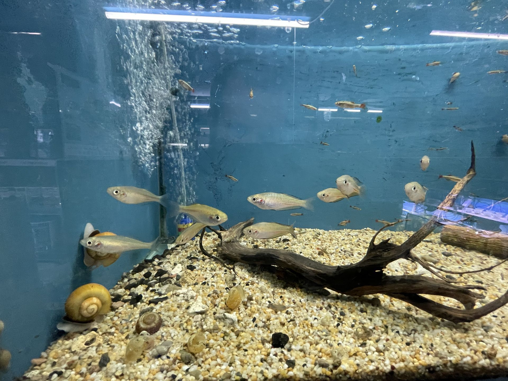 Fish swimming in an aquarium with gravel, driftwood, and bubbles.