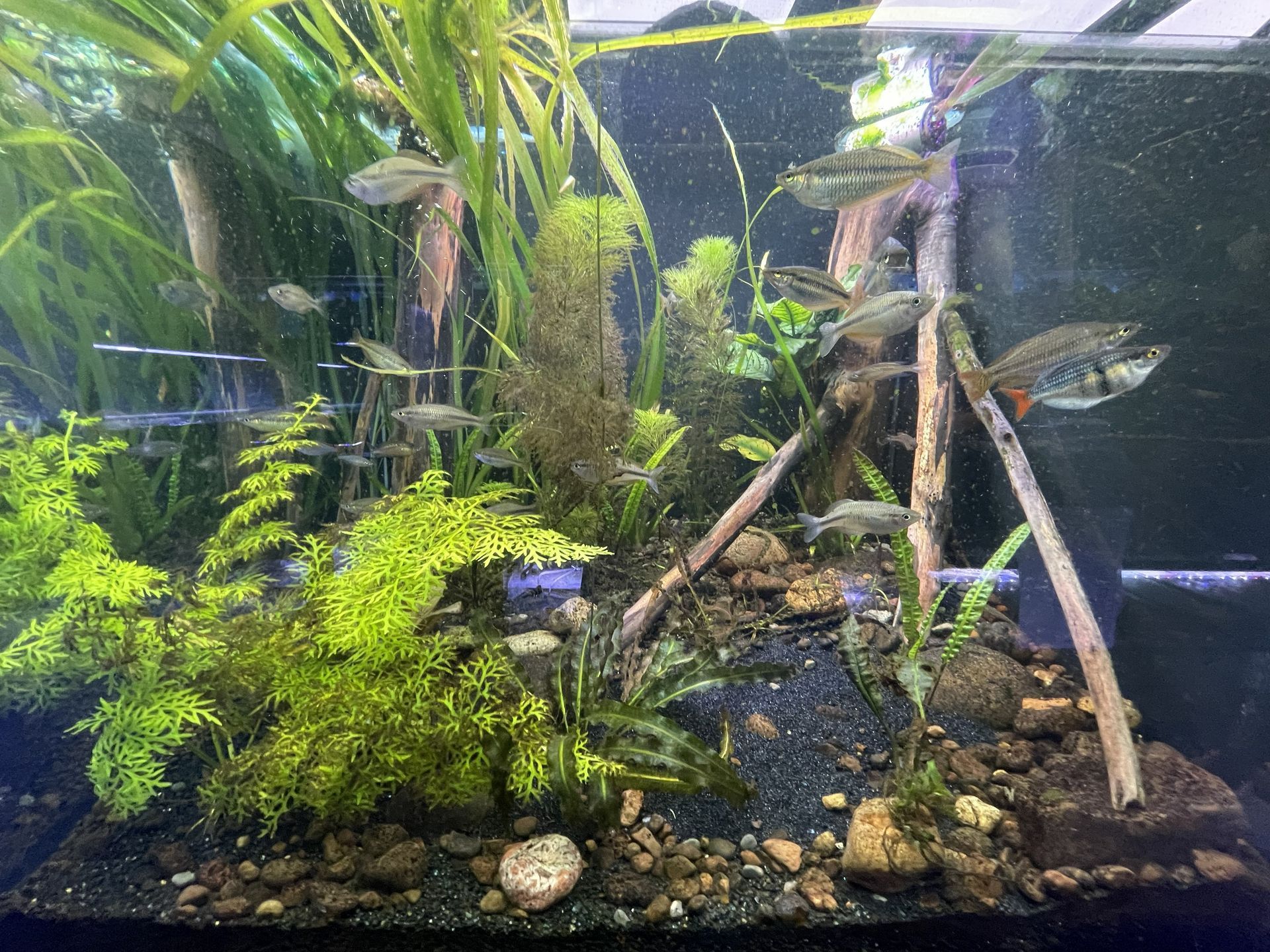 Aquarium with plants, rocks, and several fish swimming among greenery and wooden structures.