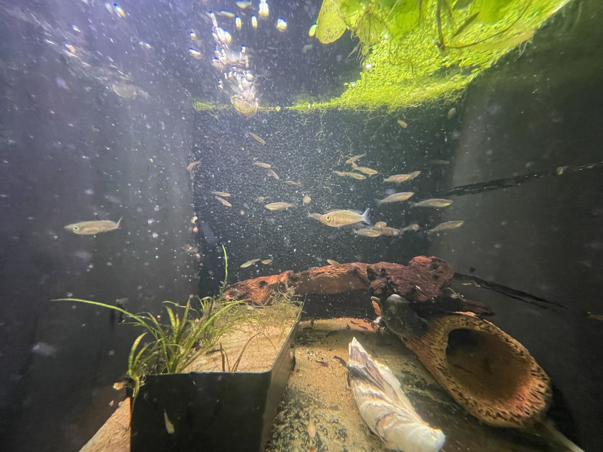Fish swim in a murky aquarium with algae and wooden decorations.