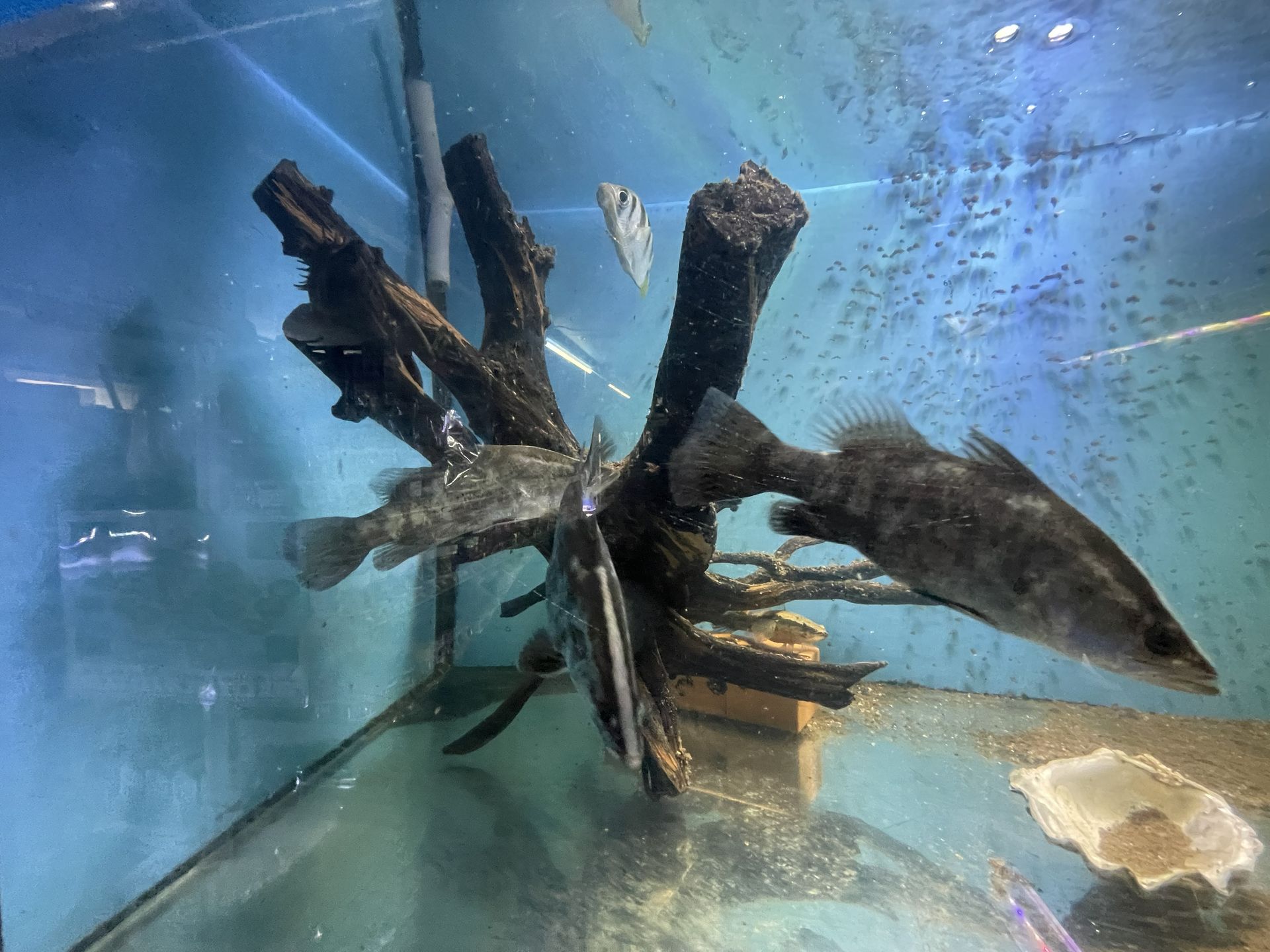 Fish swimming around dark driftwood in an aquarium with a light blue background.