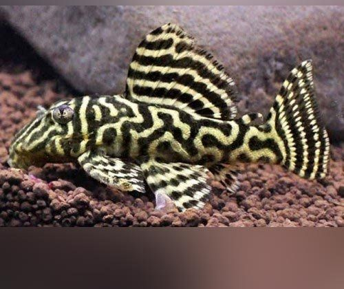 Zebra pleco fish with black and yellow stripes, in a tank on brown gravel.