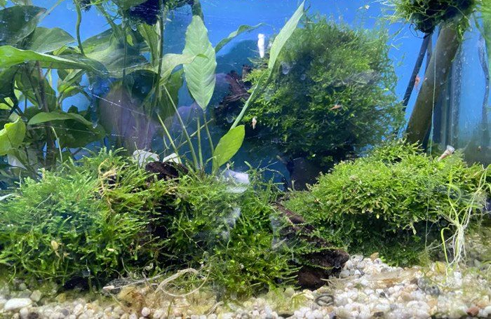 Aquarium with green plants and moss, visible in front of a blue background.