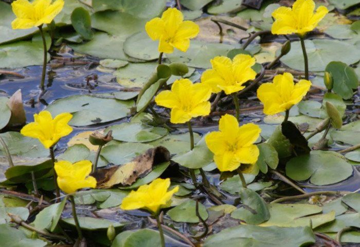 Yellow water flowers blooming on lily pads in a pond.