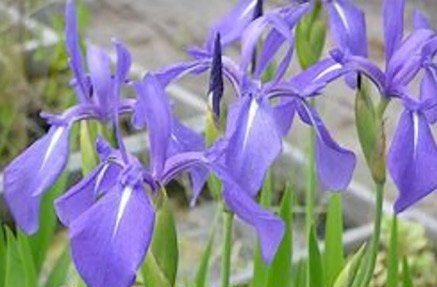 Purple Japanese irises with white markings, green stems, and leaves.