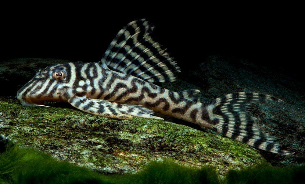 Zebra Pleco fish with black and white stripes resting on a mossy rock.