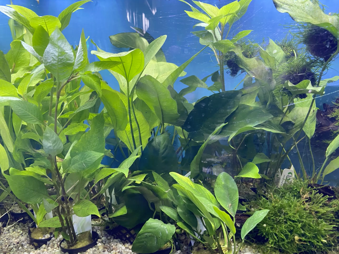 Aquarium with lush green aquatic plants.