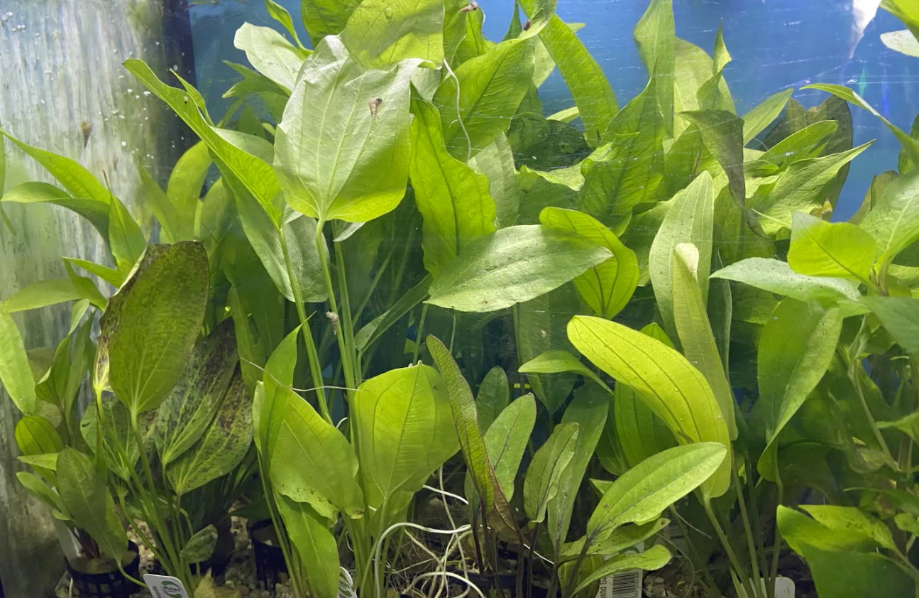 Green aquarium plants with elongated leaves, possibly an Amazon sword plant variety.