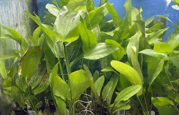 Green aquatic plants in an aquarium;
