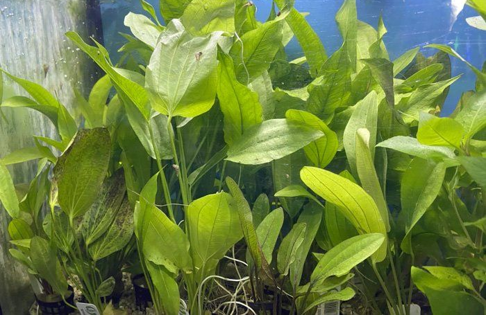 Green aquatic plants with long leaves, likely in an aquarium.
