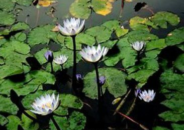 White water lilies bloom amidst green lily pads on dark water.