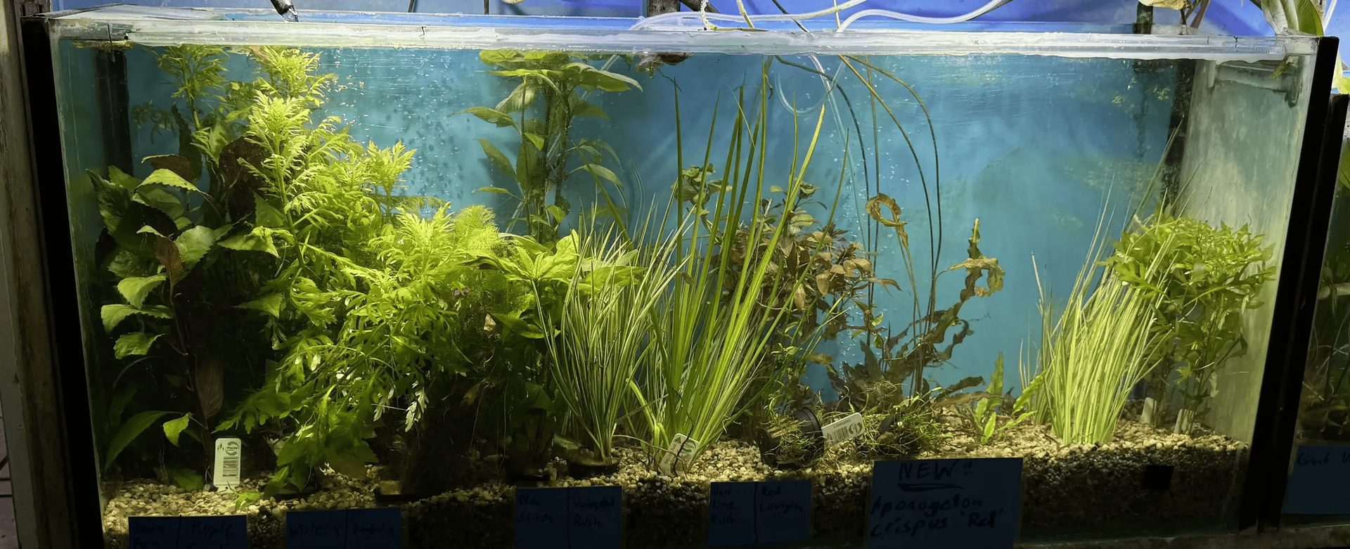 A Long Aquarium Filled with Various Green Plants and A Few Small Fish Swimming — Summerland Aquarium in Wollongbar, NSW
