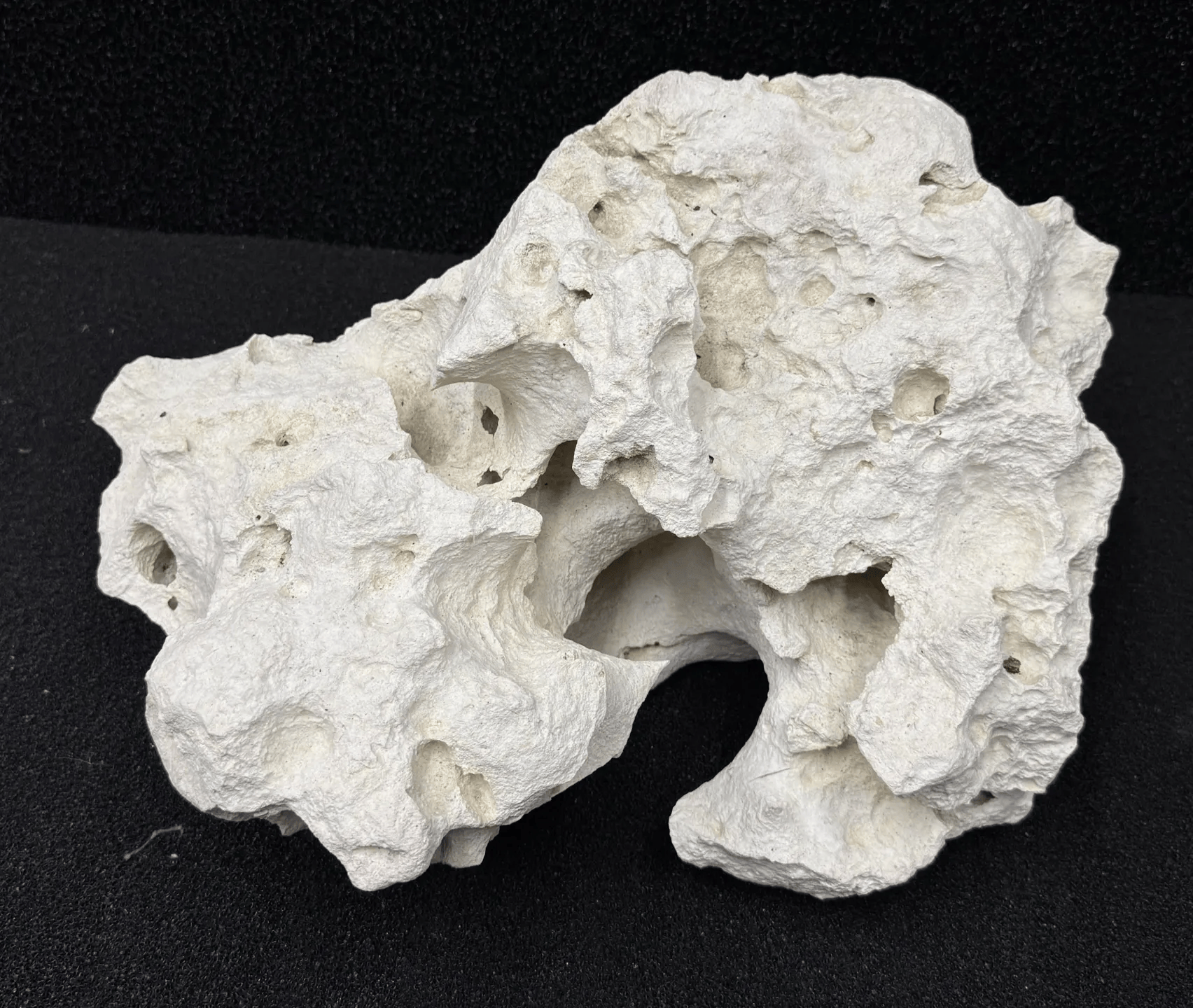 White Porous Rock with Holes and Irregular Shape Against a Black Background — Summerland Aquarium in Wollongbar, NSW