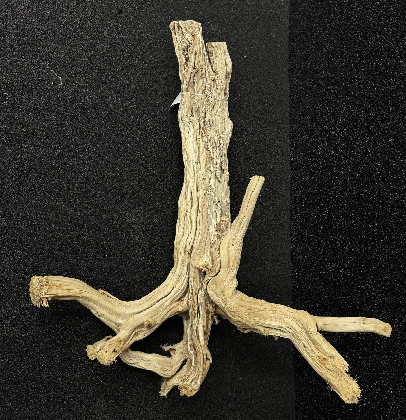 Dried, Light-Brown Driftwood Branch, Resembling a Small Tree — Summerland Aquarium in Wollongbar, NSW