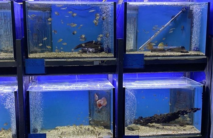 Fish Tanks at A Pet Store, Displaying Tropical Fish — Summerland Aquarium in Wollongbar, NSW