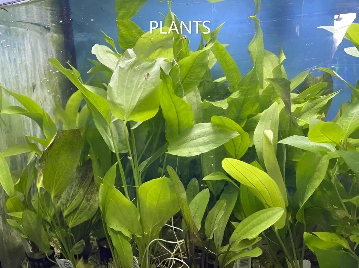 Green Aquatic Plants in A Tank — Summerland Aquarium in Wollongbar, NSW