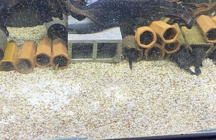Aquarium with Tan Gravel, Clay Tubes, a Concrete Block, Driftwood, and Rare Catfish — Summerland Aquarium in Wollongbar, NSW
