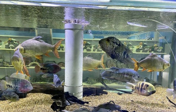 Aquarium with Various Fish Swimming, Gravel Substrate, and A Central White Pipe — Summerland Aquarium in Wollongbar, NSW