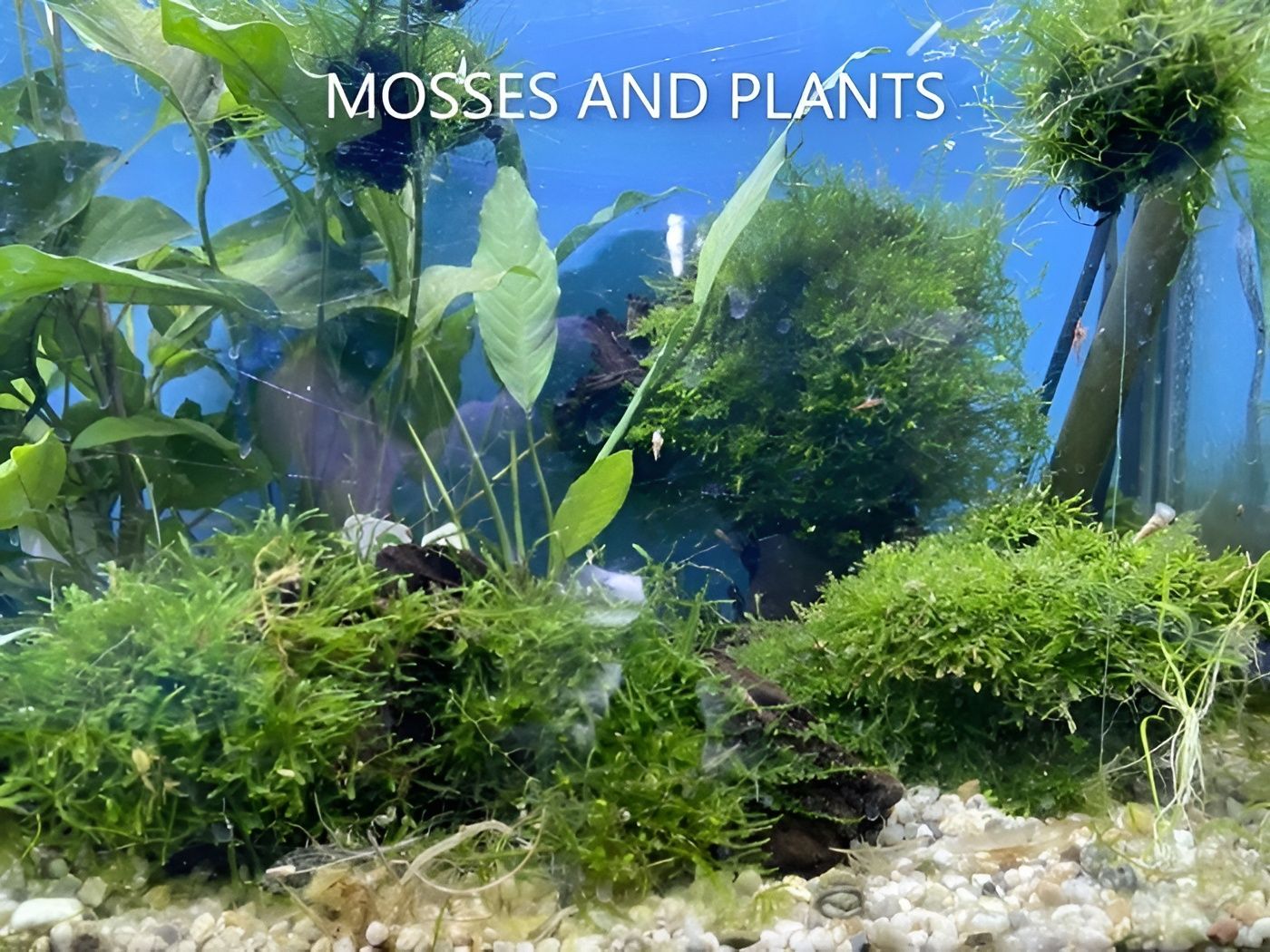 Aquarium with Lush Green Moss and Aquatic Plants Under Blue Light — Summerland Aquarium in Wollongbar, NSW