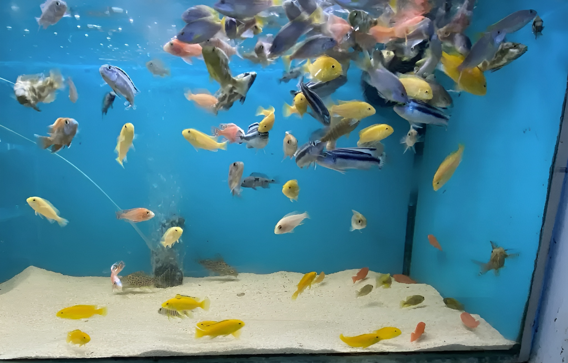 African Cichlids in An Aquarium Swimming Over Sandy Substrate — Summerland Aquarium in Wollongbar, NSW