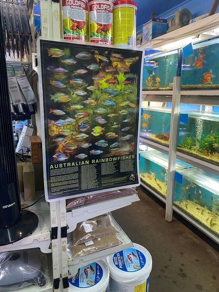 Fish Store Display with Poster of Fish, Tanks with Fish, and Supplies Like Fish Food — Summerland Aquarium in Wollongbar, NSW