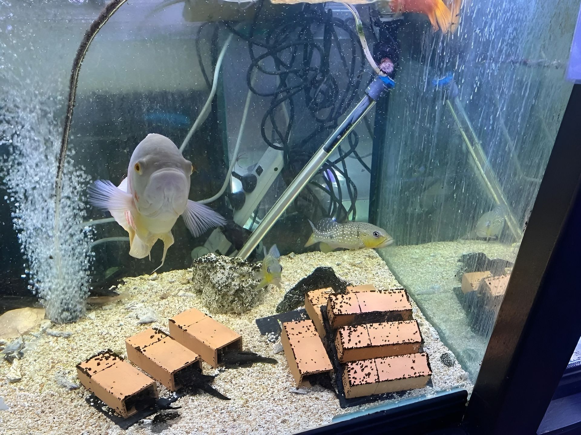 Fish Tank with Fish, Bubbles, and Decorative Items — Summerland Aquarium in Wollongbar, NSW