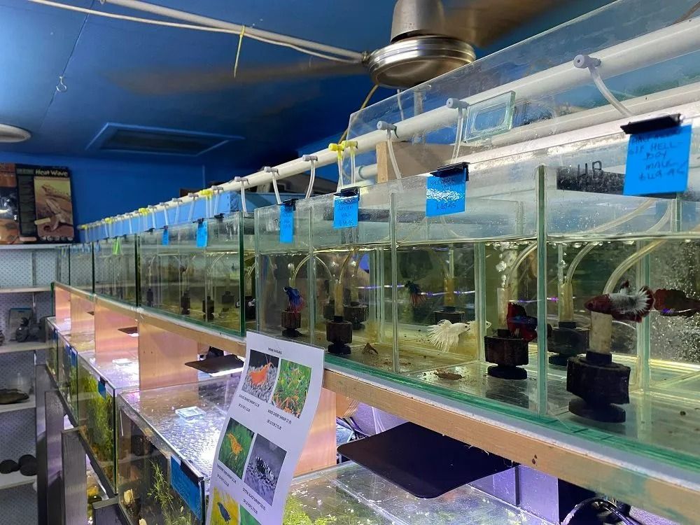 Aquarium Store Display of Individual Betta Fish Tanks — Summerland Aquarium in Wollongbar, NSW