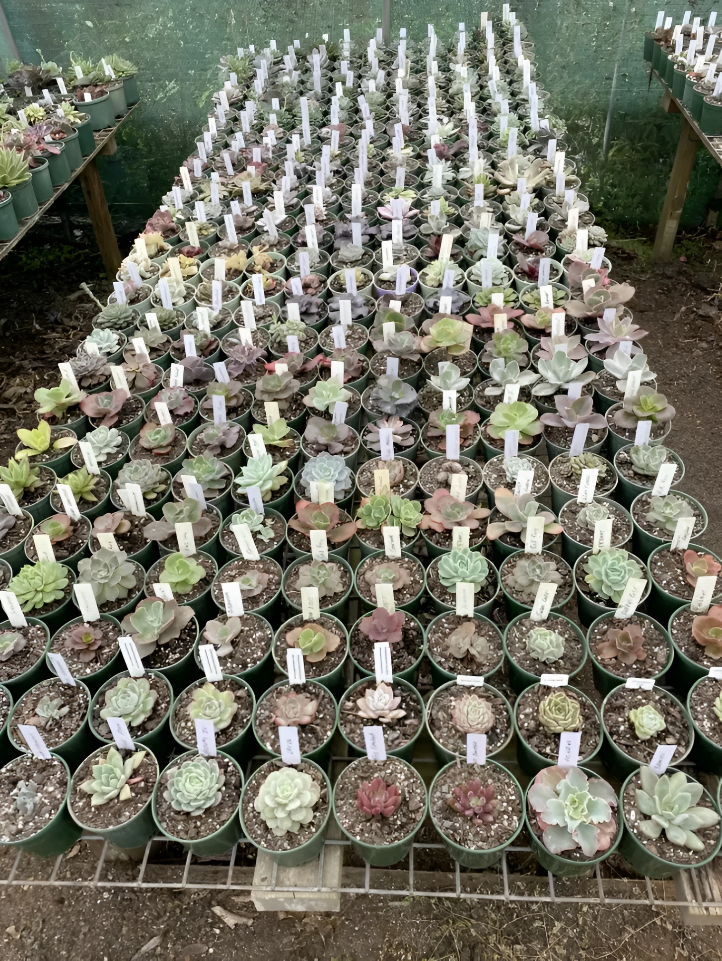 Rows of Potted Succulents with White Plant Tags, Arranged on A Metal Shelf — Summerland Aquarium in Wollongbar, NSW