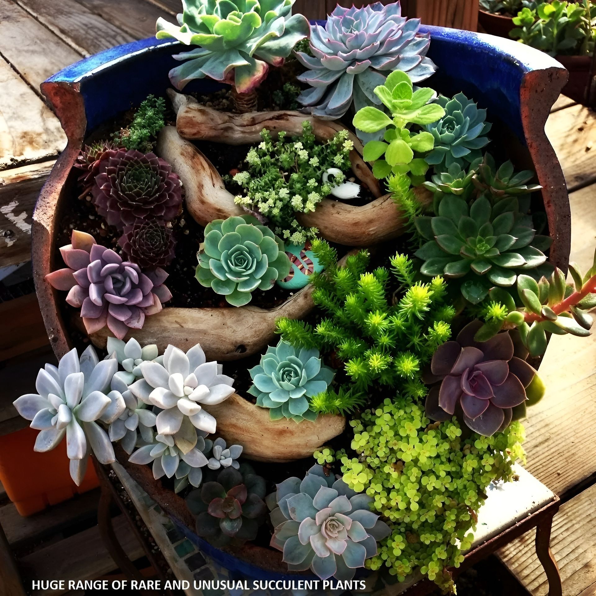 Succulent Plants in A Large — Summerland Aquarium in Wollongbar, NSW