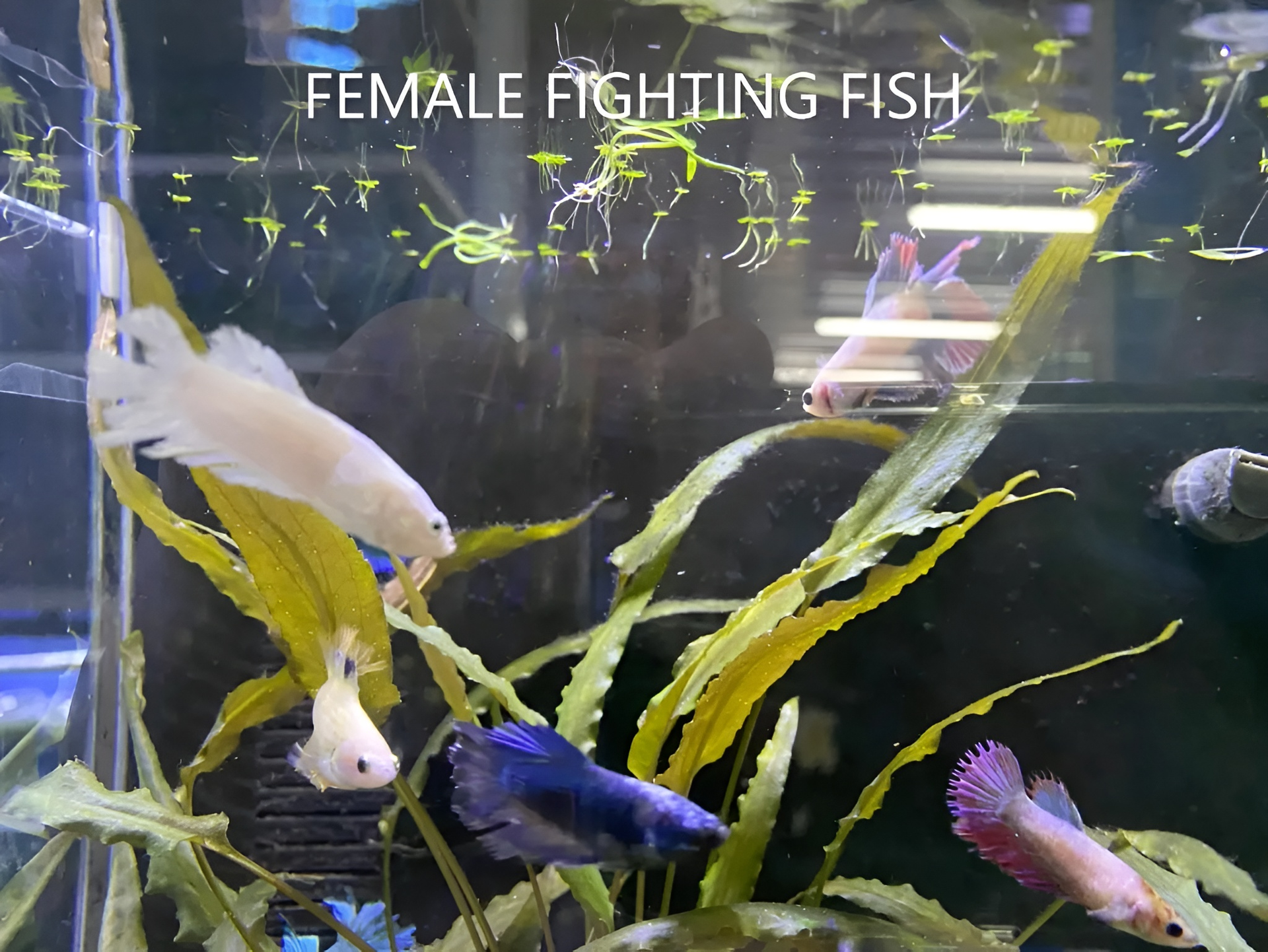 Several Female Betta Fish in An Aquarium with Plants — Summerland Aquarium in Wollongbar, NSW