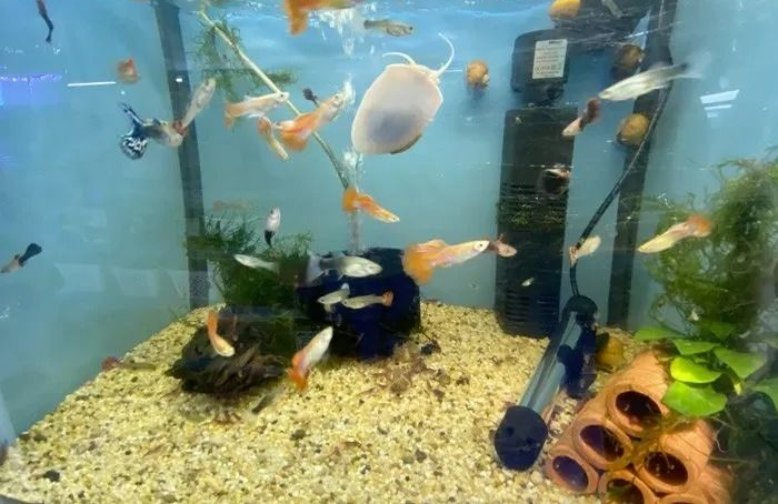 Guppies and Shrimp in A Fish Tank — Summerland Aquarium in Wollongbar, NSW