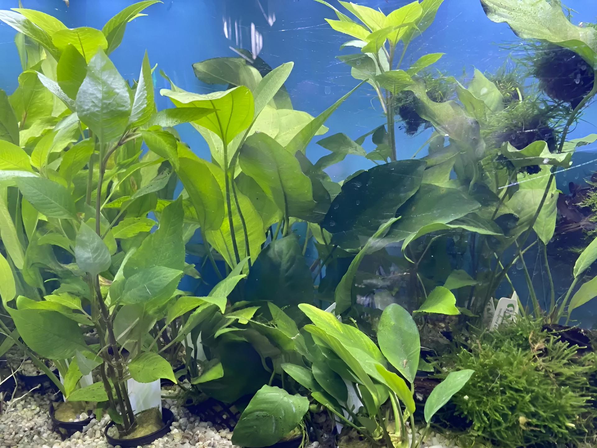 Aquarium with Lush Green Aquatic Plants, Blue Background — Summerland Aquarium in Wollongbar, NSW