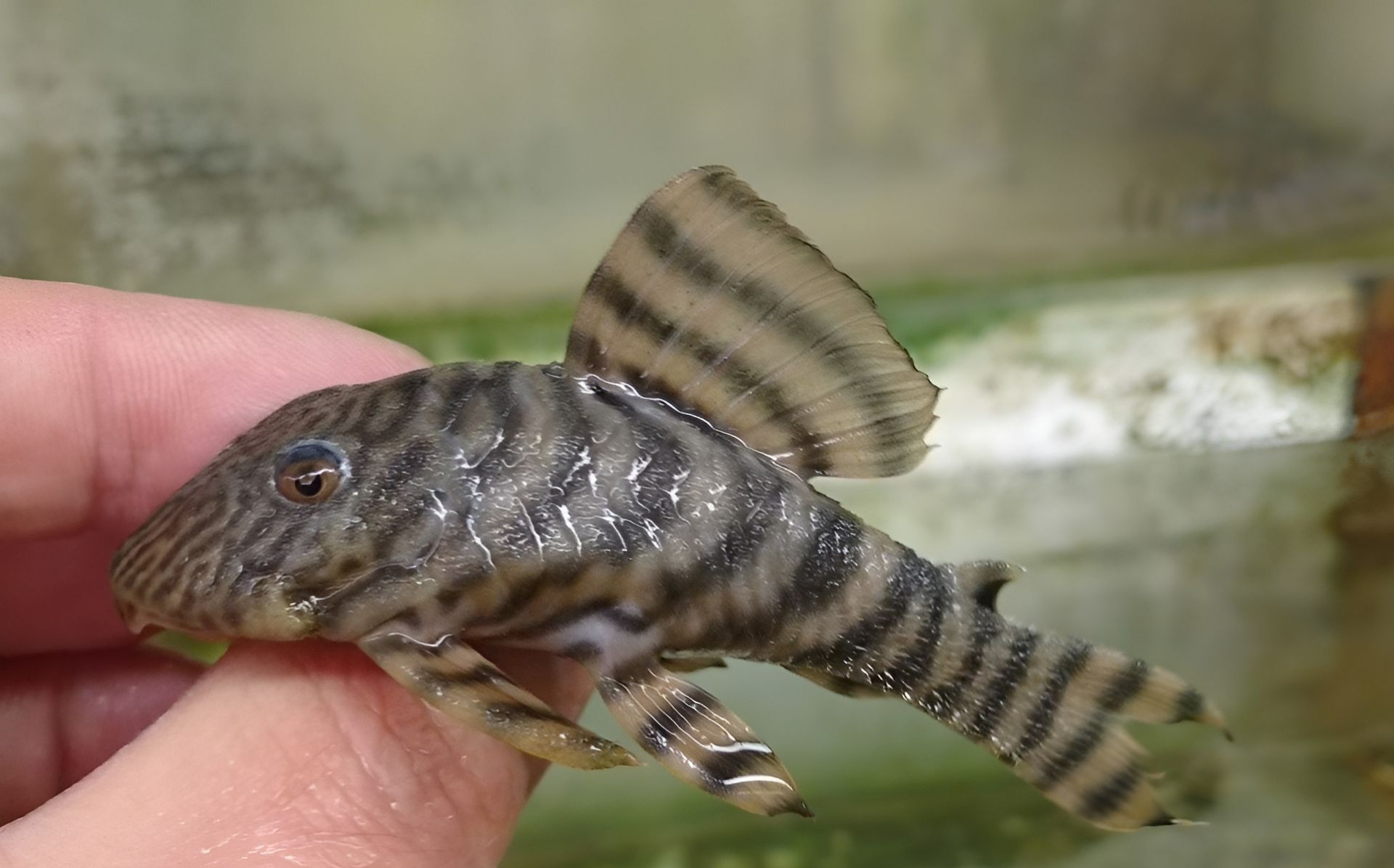 A Small Fish with Striped Pattern and A Dorsal Fin Held in A Hand — Summerland Aquarium in Wollongbar, NSW