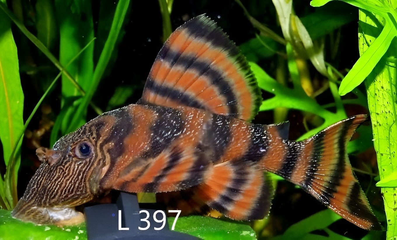 Brown and Orange Pleco Fish in A Planted Aquarium — Summerland Aquarium in Wollongbar, NSW