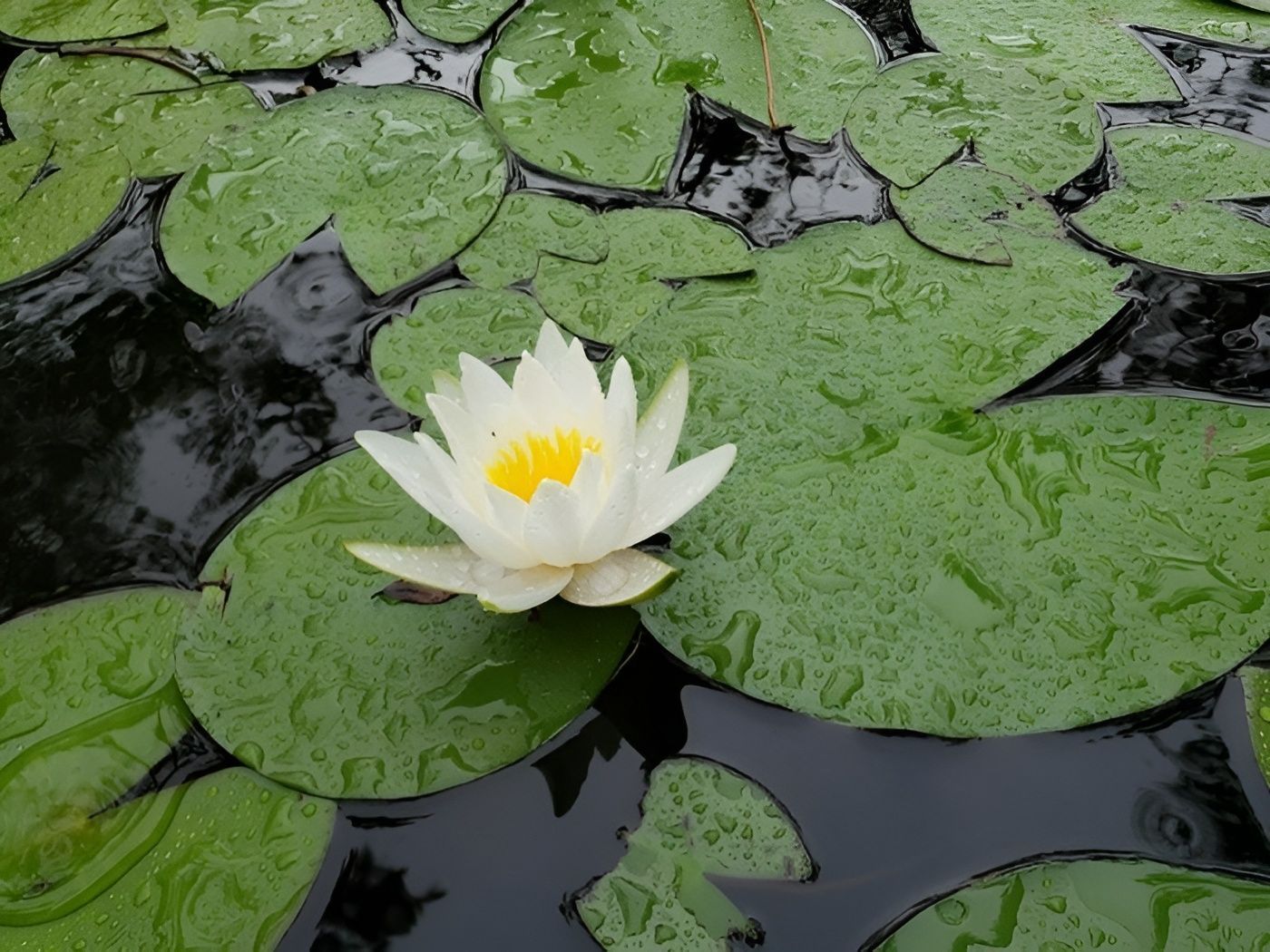White Water Lily with Yellow Center, Surrounded by Green Lily Pads in Dark Water — Summerland Aquarium in Wollongbar, NSW