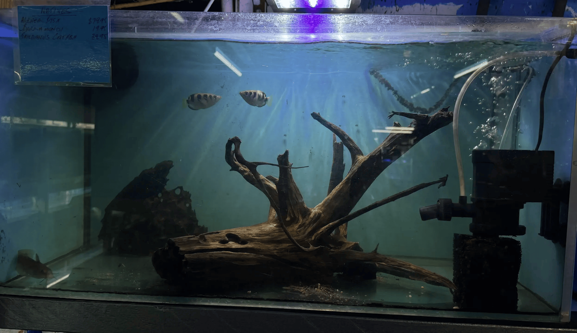 An Aquarium with Two Fish Swimming, Driftwood, and An Air Pump — Summerland Aquarium in Wollongbar, NSW