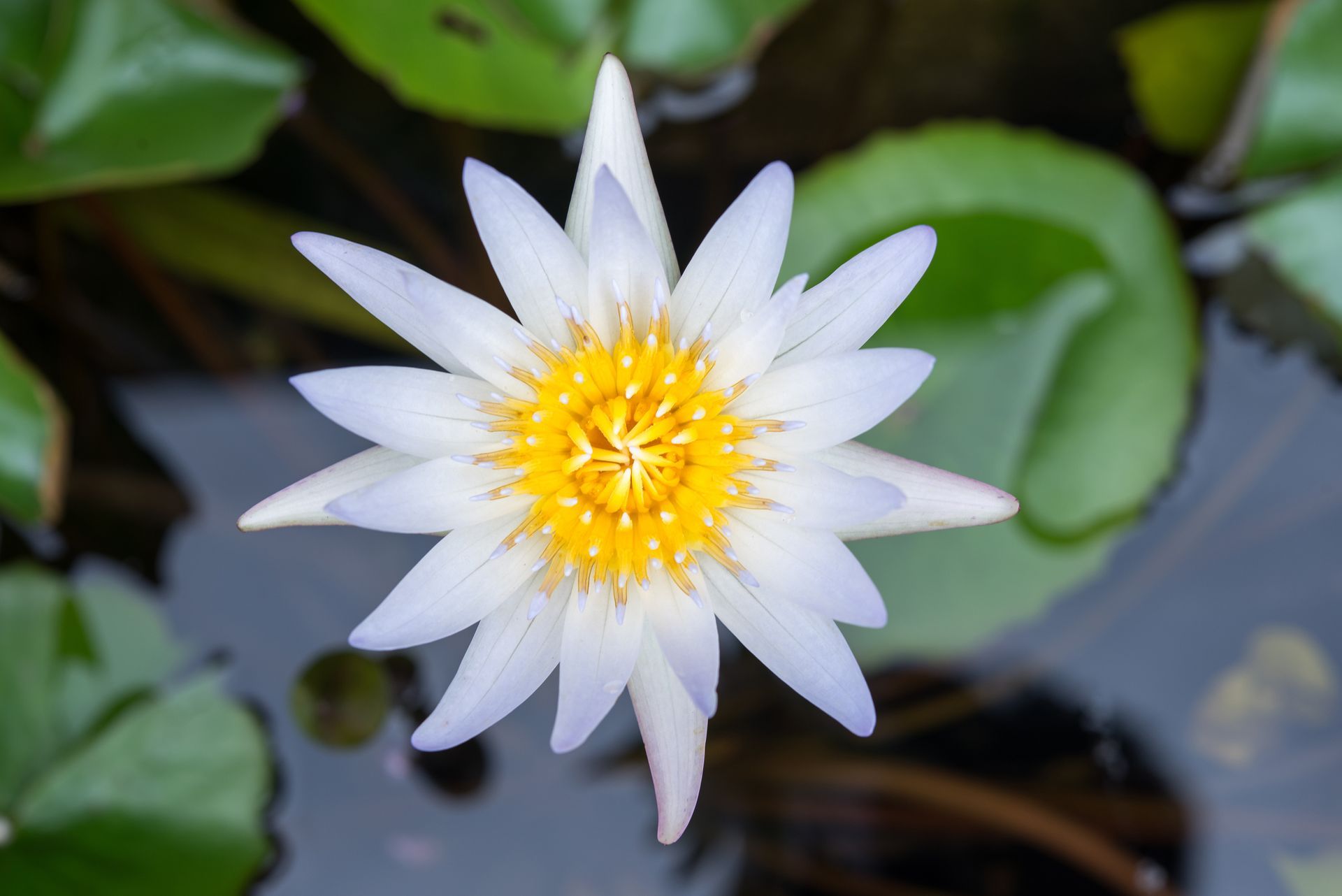 White and yellow water lily floating in a pond surrounded by green lily pads.