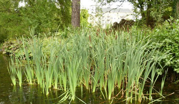Clump of green aquatic plants growing in water, with trees and a building in the background.