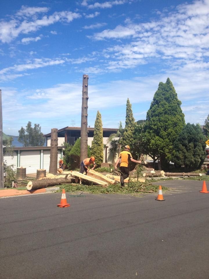 A group of men are cutting down trees on the side of the road.