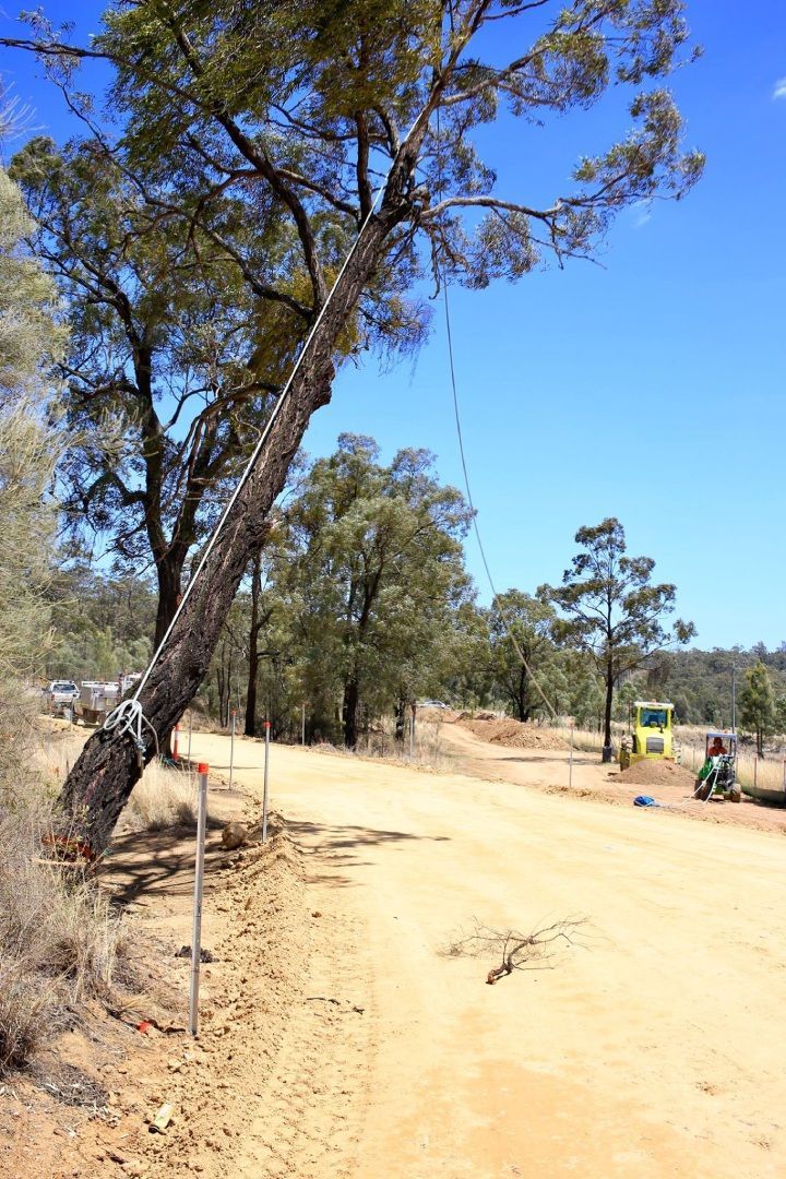 A dirt road with a tree on the side of it.