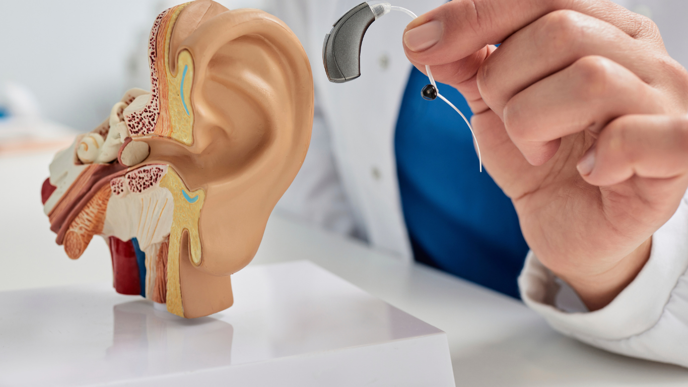 A professional holding a hearing aid near a detailed anatomical model of the human ear.